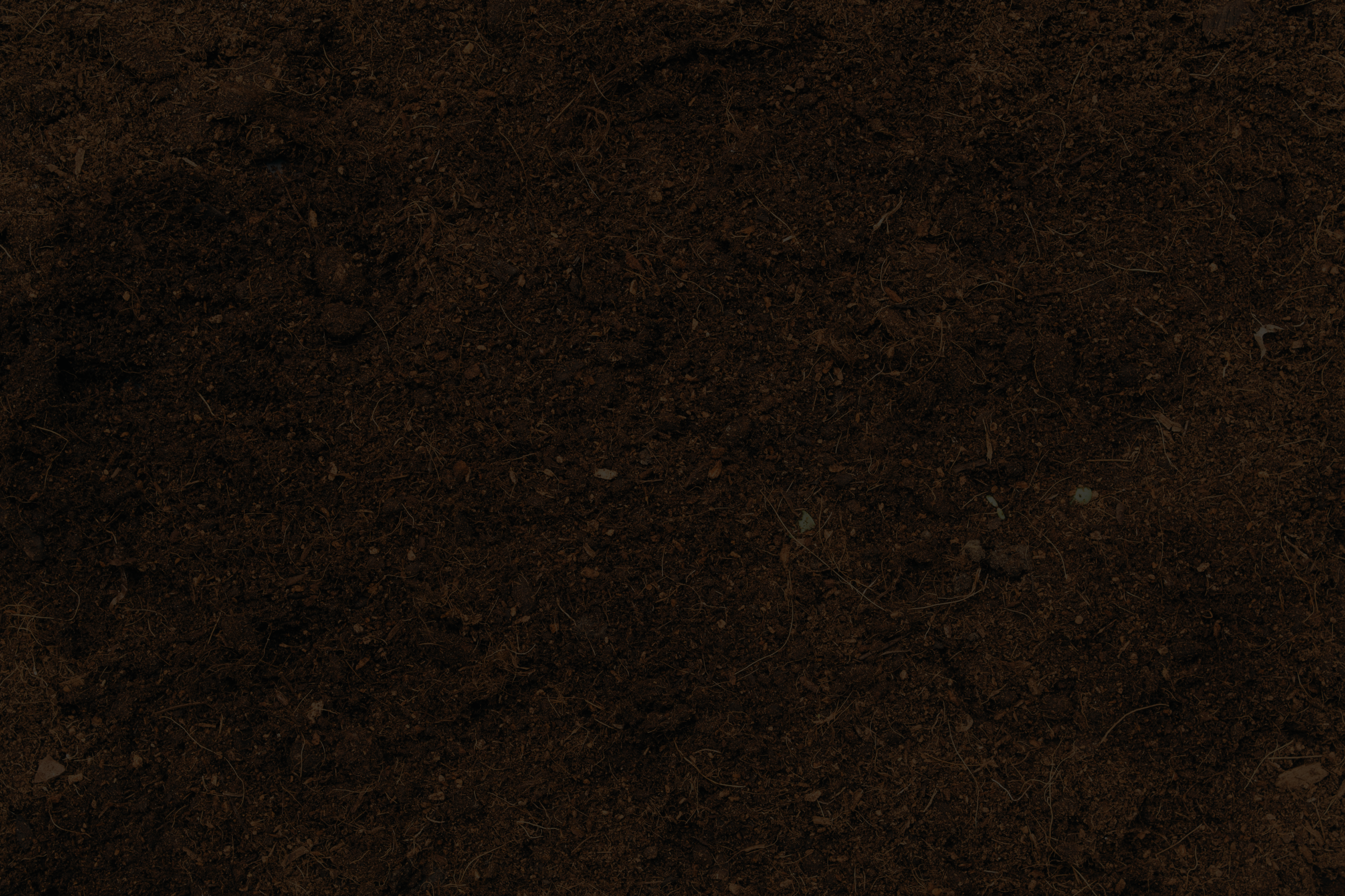 Image11
